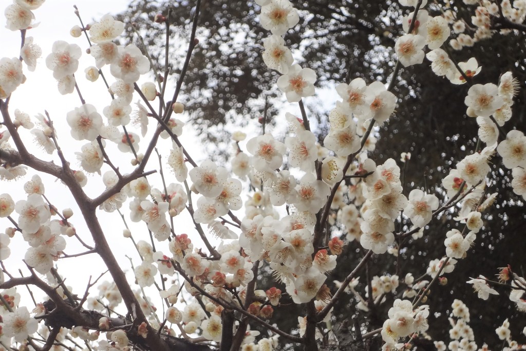 奈良公園　片岡梅林の梅