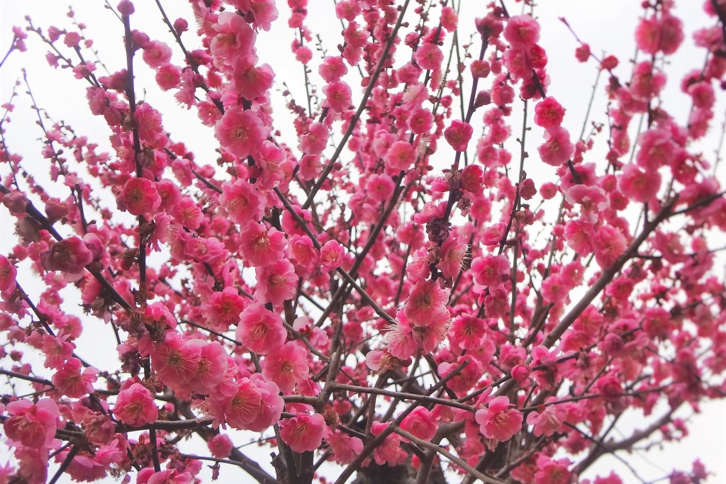 奈良公園　片岡梅林の梅